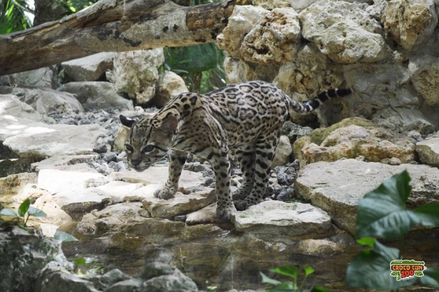 Ve a nuestros felinos