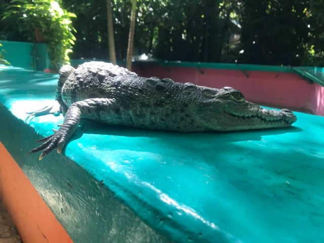 Lagarto