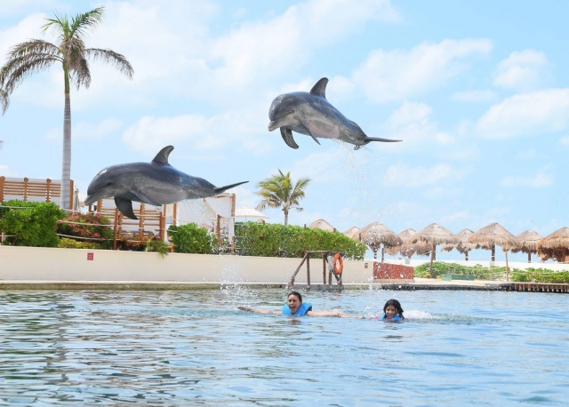 Delfines saltando por encima de los participantes