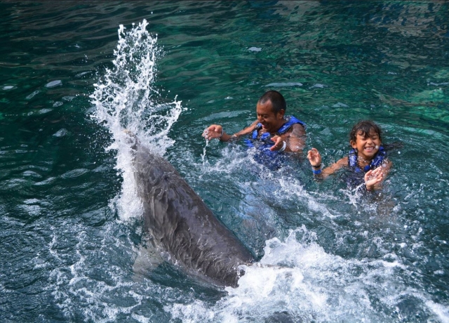 Jugando con el delfin en familia