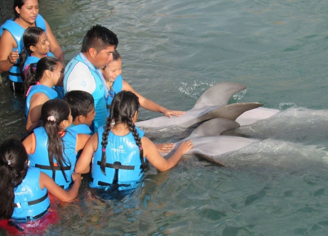 Actividad grupal con delfines