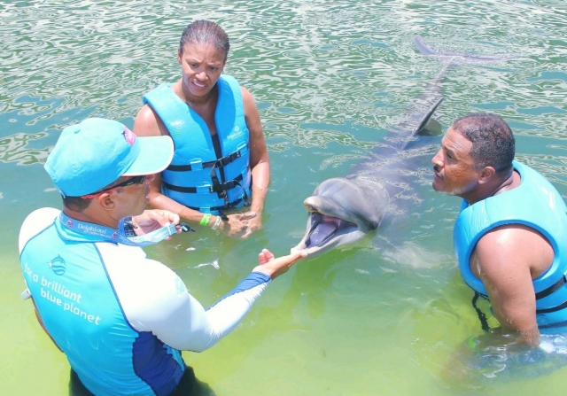 Aprendiendo sobre los delfines