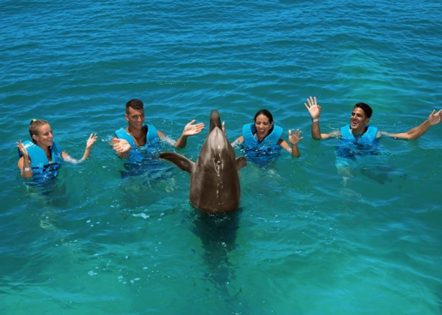 Moviendo las manos con el delfin