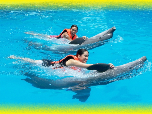Nado con delfines 