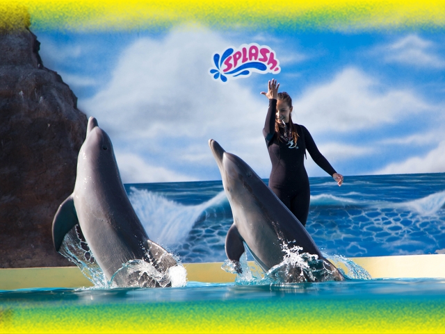 Show de delfines 