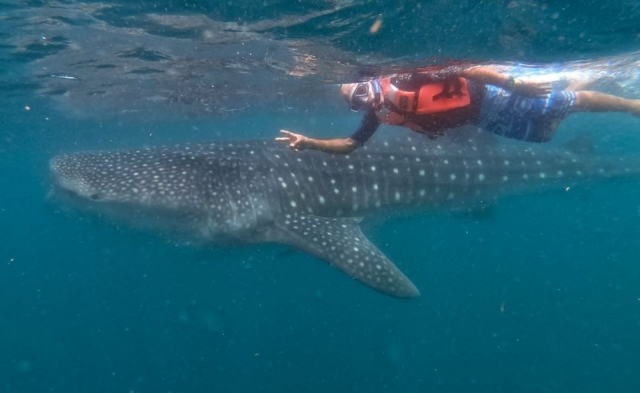 Tiburón ballena