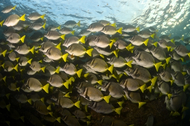 Banqueta de peces cirujano