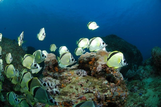 El pez mariposa es parte de la fauna marina de Acapulco