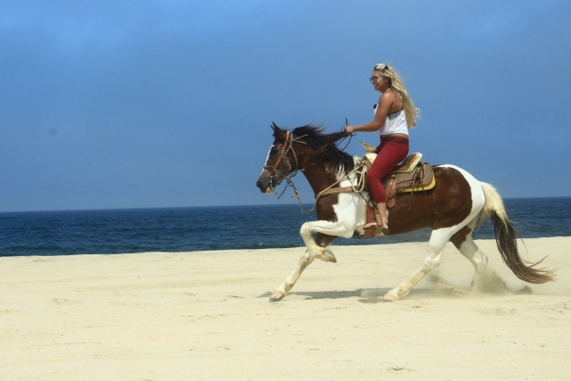 Recorre toda la playa a caballo