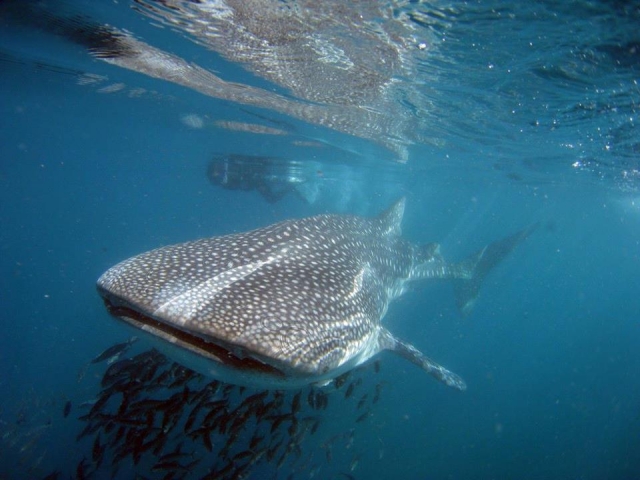 baja california avistamiento cetaceos