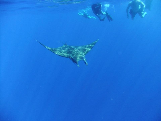 Snorkel junto a manta raya