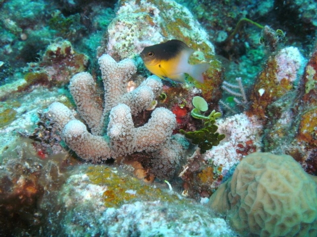 Arrecife de mar