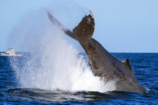 Ballena saltando