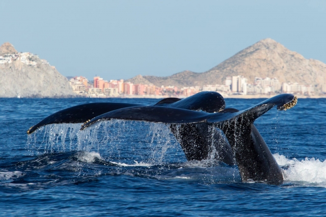 Temporada de ballenas