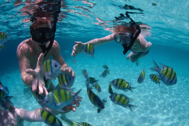 Disfruta de los peces