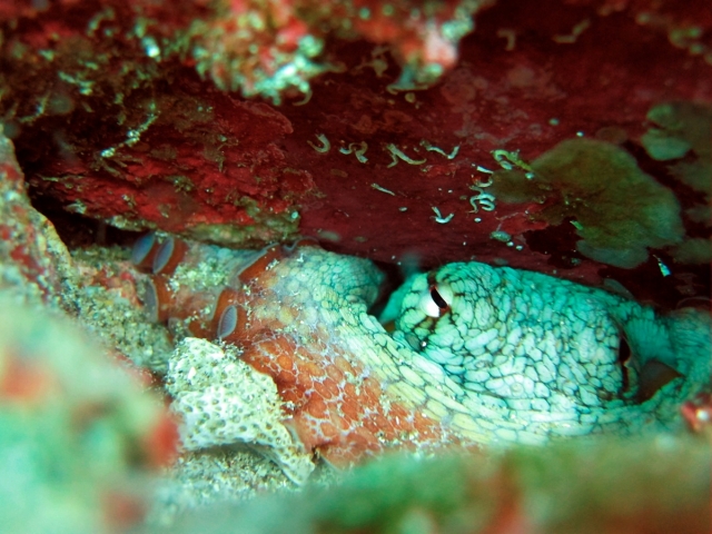 Fauna marina
