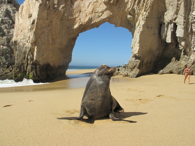 Lobo Marino en el Arco