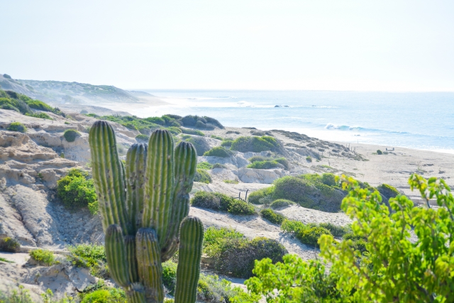 Vegetación jeep 4x4