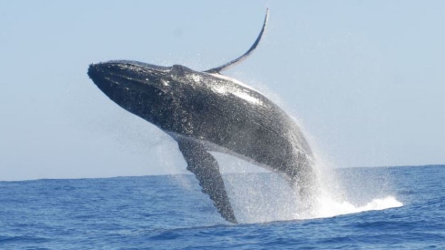 Ballena Jorobada