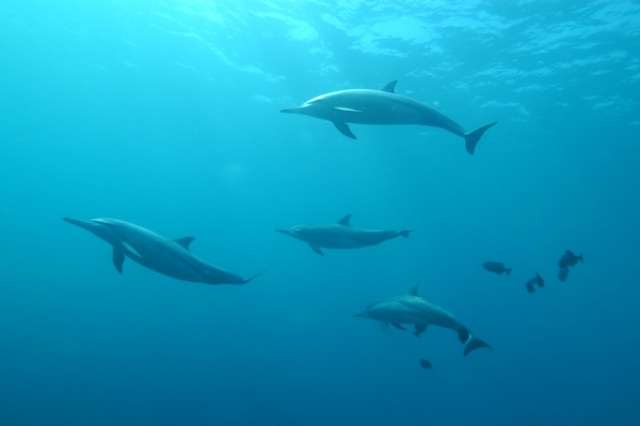 Hermosos delfines