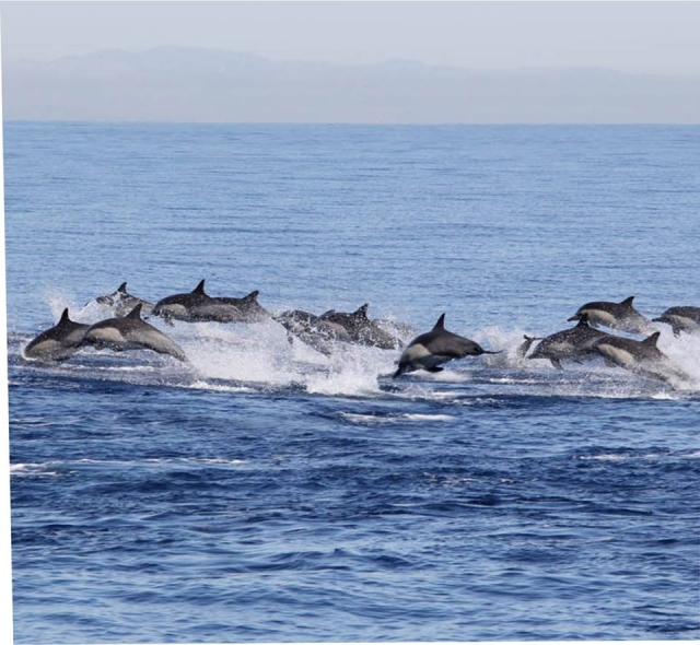 Delfines nadando en Puerto Escondido