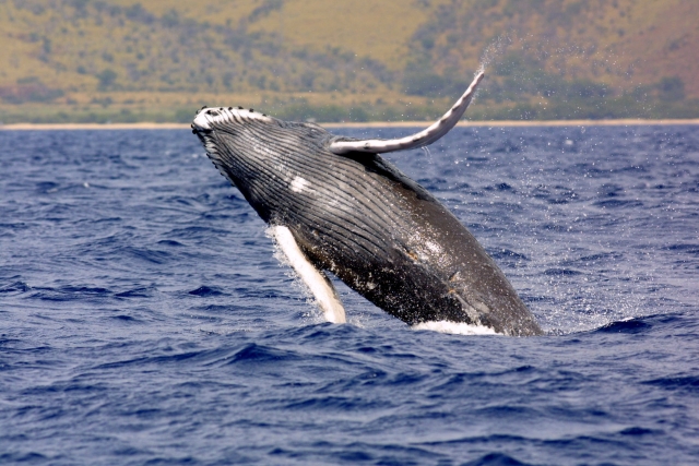 Observacion de ballenas grises