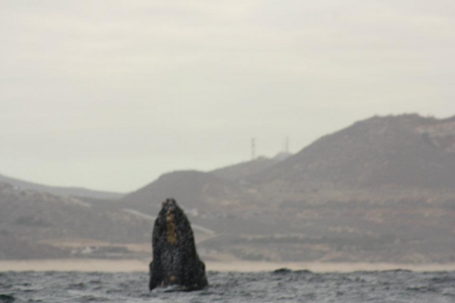 Ballenas