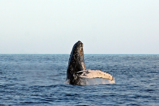 Ballena en la Bahía Brinco