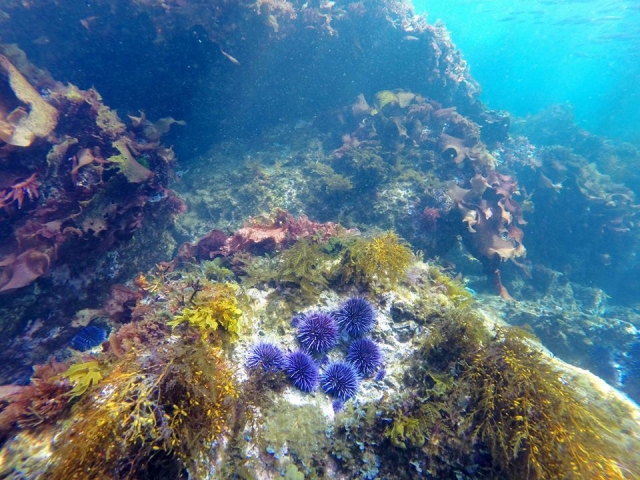 Vista en la profundidad