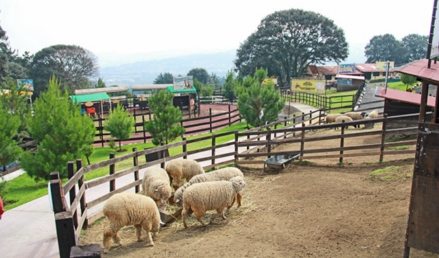 Admira los borregos
