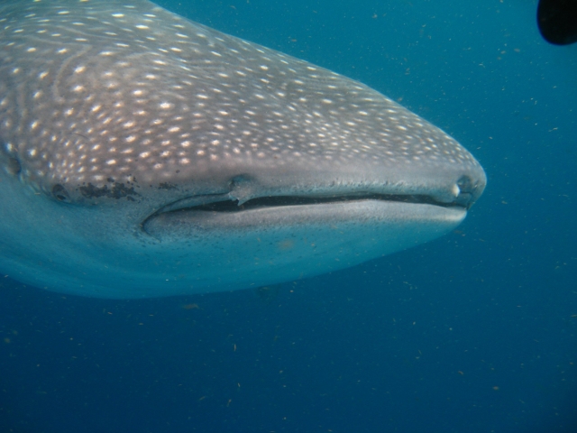 Animales exoticos