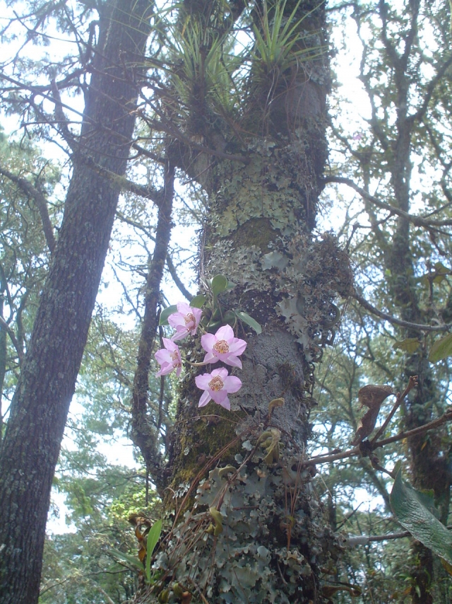 Orquideas