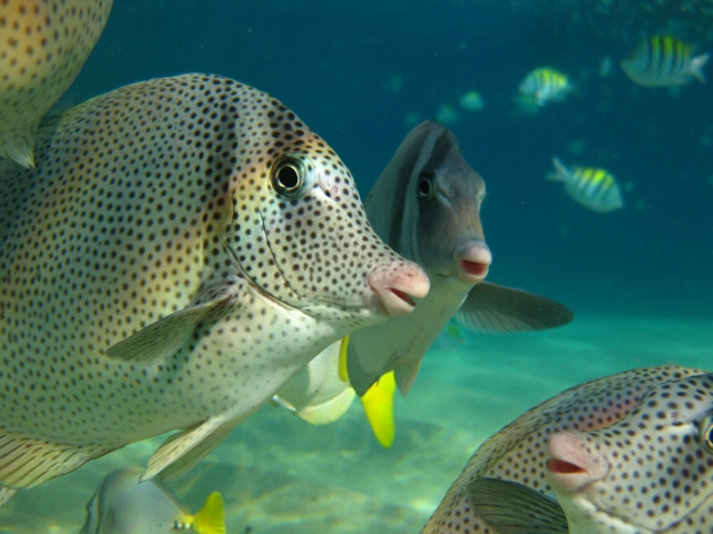Snorkel en Cabo San Lucas 