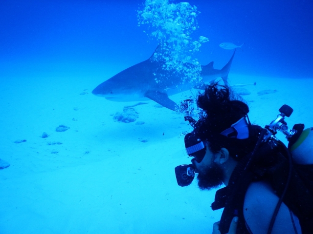 Buceo y tiburones