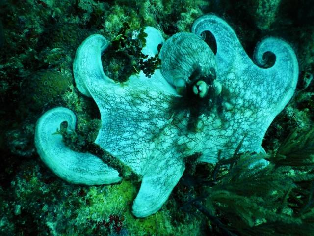 Gran pulpo