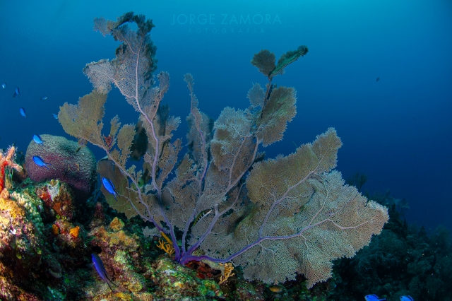 Gorgonias