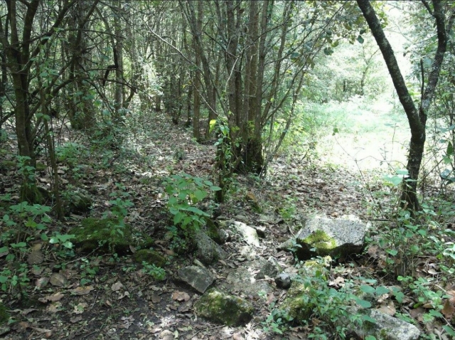 Caminos cubiertos de hojas