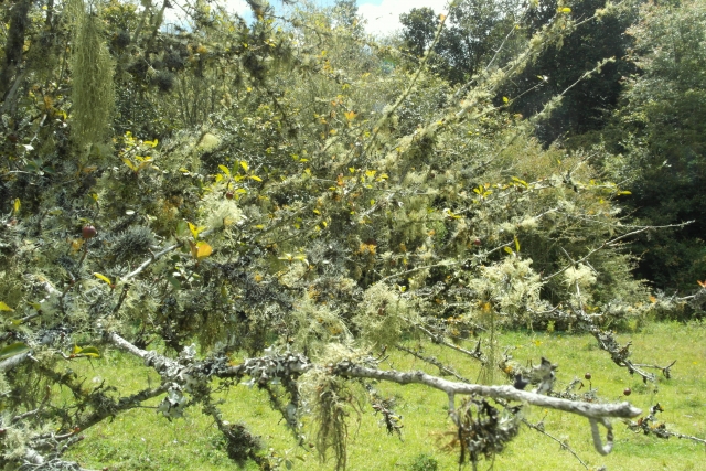 flora