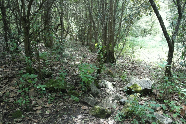 Pinos
