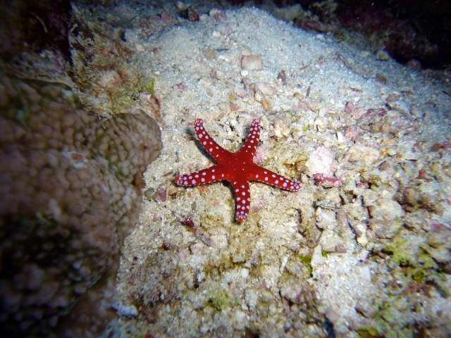 Estrellas de mar en el buceo 