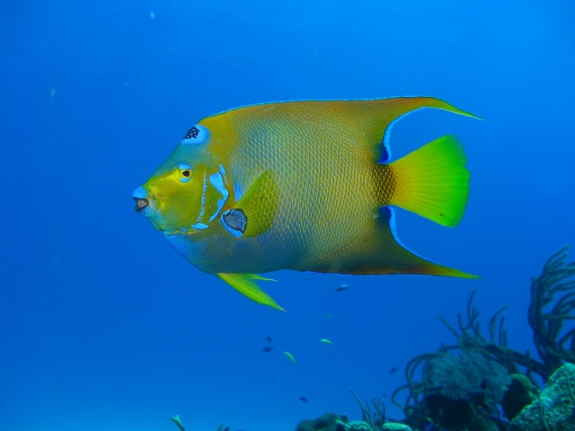 Descubre el mundo marino 