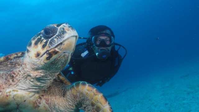 bucear con tortugas