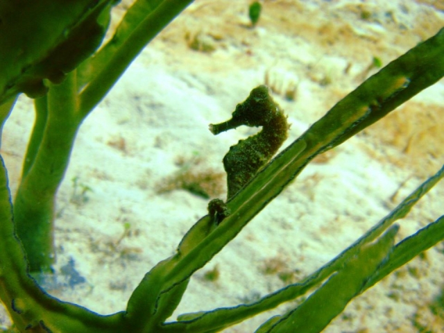 Chupito de mar