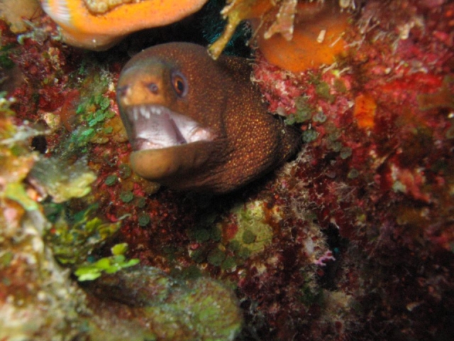 Descubre la fauna marina bajo las aguas del Caribe