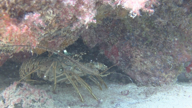 Cangrejo en las profundidades