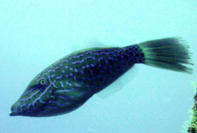 Especies marinas