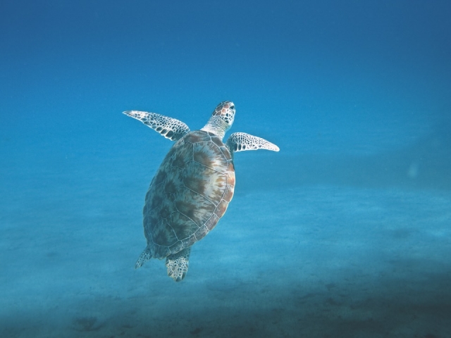 Conoce a las tortugas