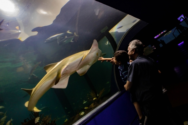 Conocienco un tiburón