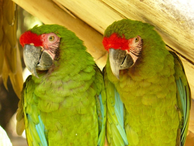 Aviario