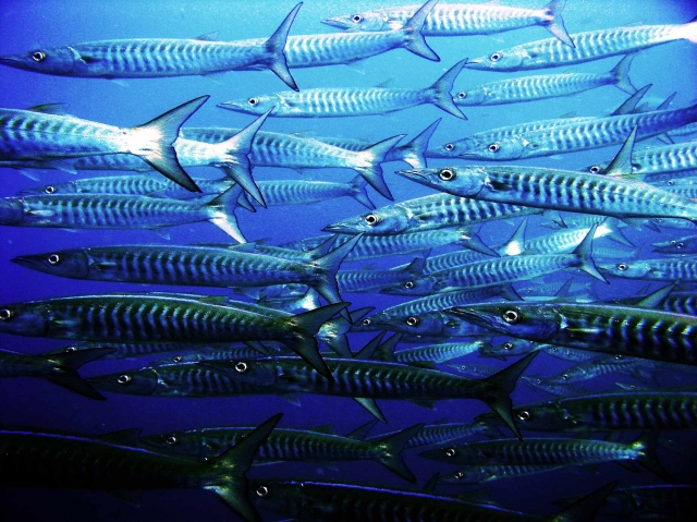 Cardumen de barracudas